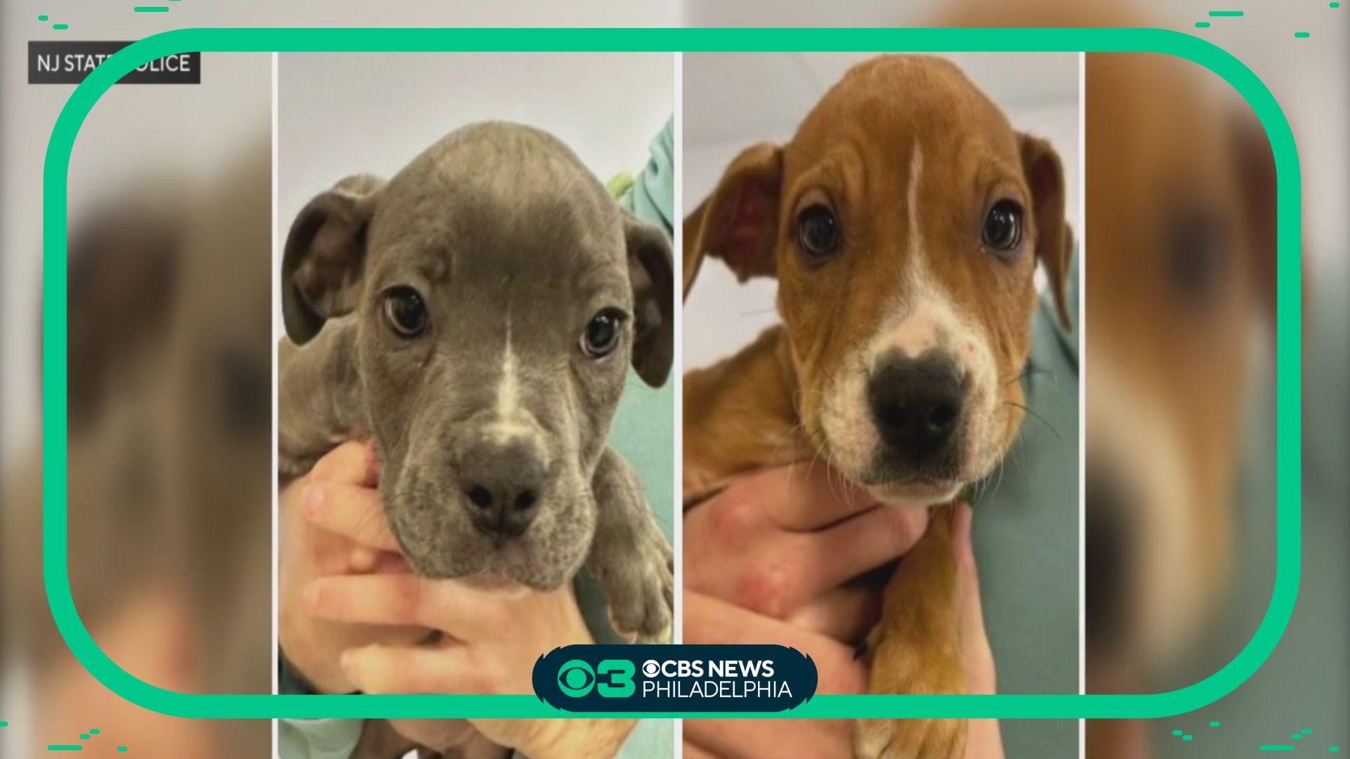 5K reward available for arrest after 3 puppies dumped in freezing cold