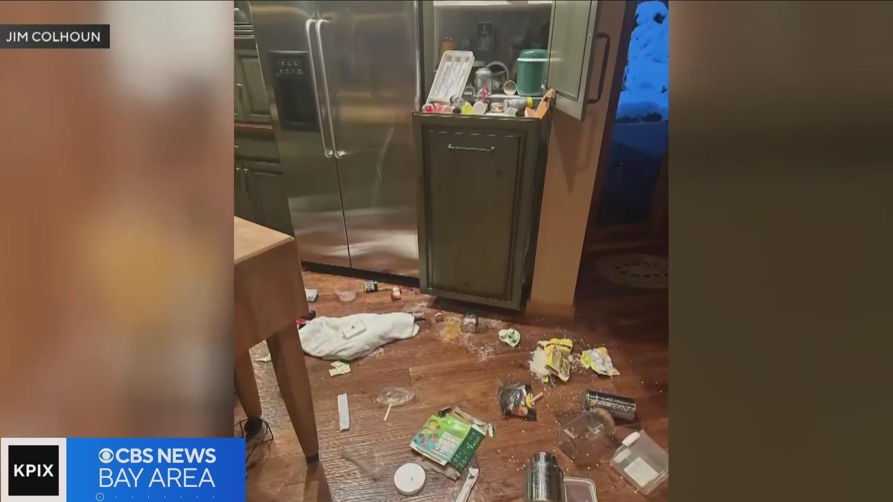 Bear killed after biting man and engaging in "standoff with his dog" in