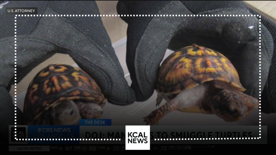 Chinese man pleads guilty to smuggling 850 protected turtles worth over