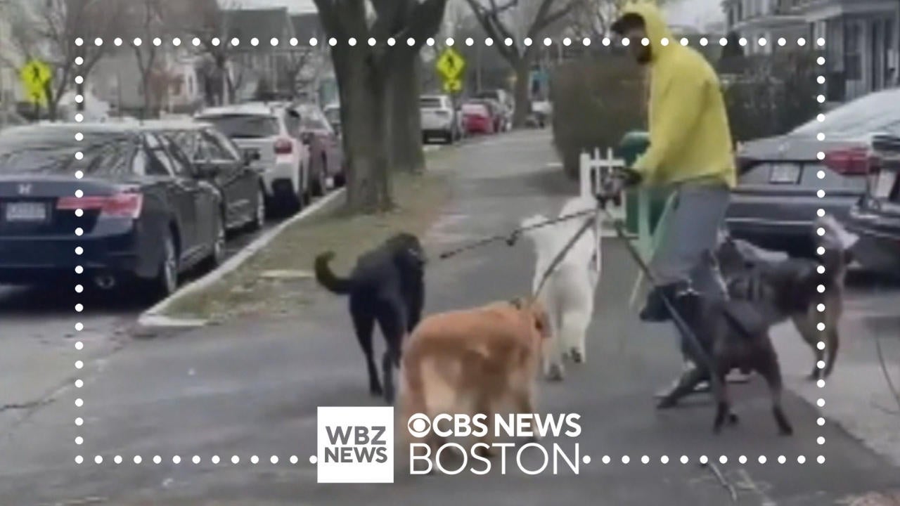 Dog walker charged with animal cruelty after video shown to Medford ...