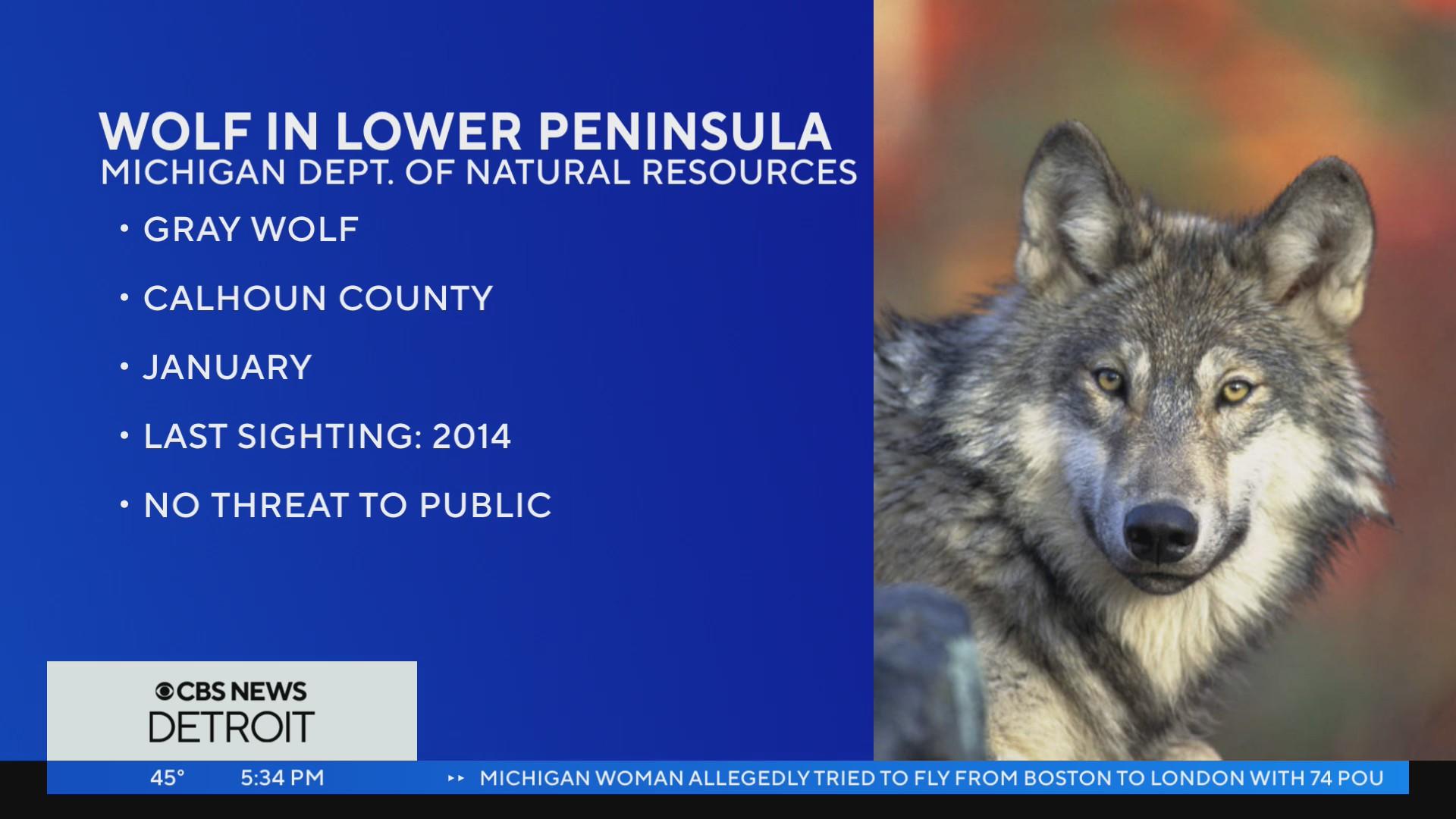 Hunter kills gray wolf in Southwest Michigan, while state's known ...