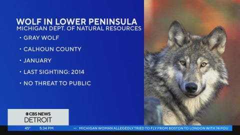 Hunter kills gray wolf in Southwest Michigan, while state's known ...