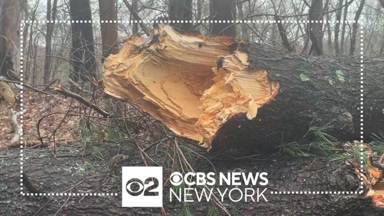 New York woman killed when tree smashes her car during storm identified ...