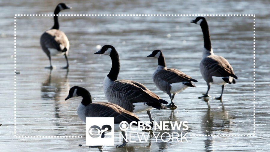 Bird flu detected in some birds found in New York City parks, green ...