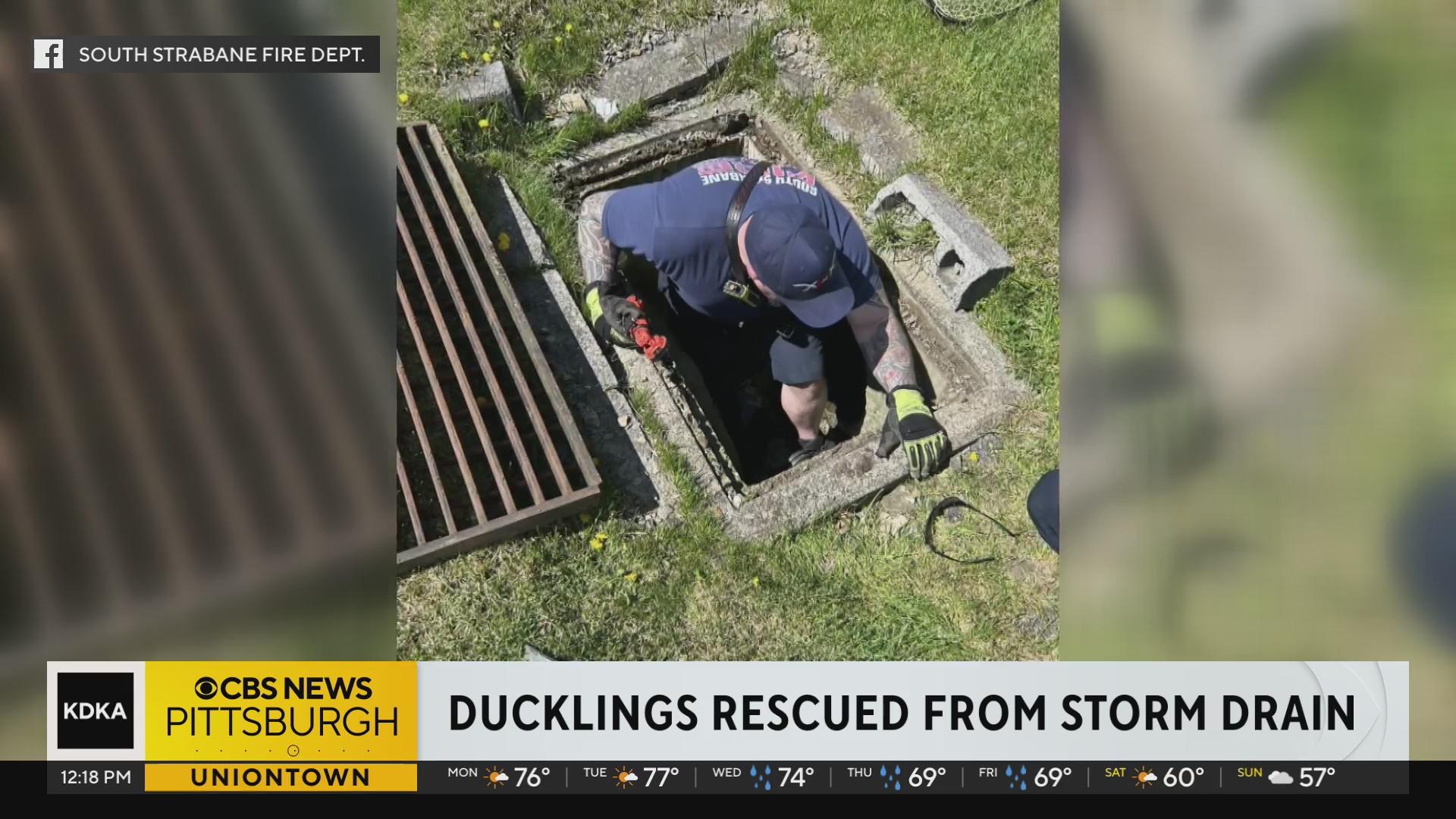 South Strabane firefighters rescue ducklings from storm drain - CBS ...
