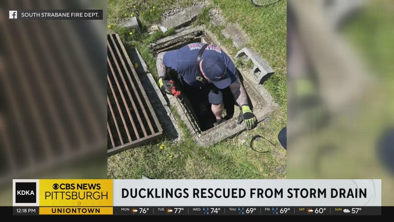 South Strabane firefighters rescue ducklings from storm drain - CBS ...