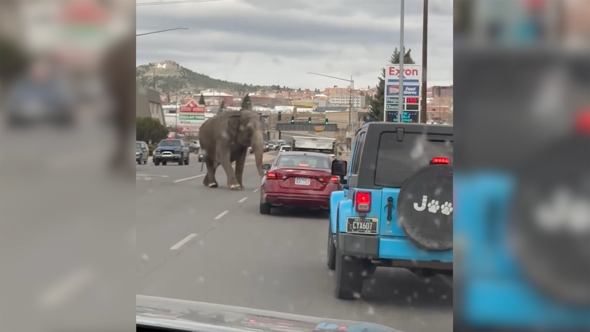 Elephant named Viola escapes circus, takes walk through Montana town