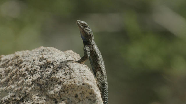 Too hot for a lizard? Climate change quickens extinction