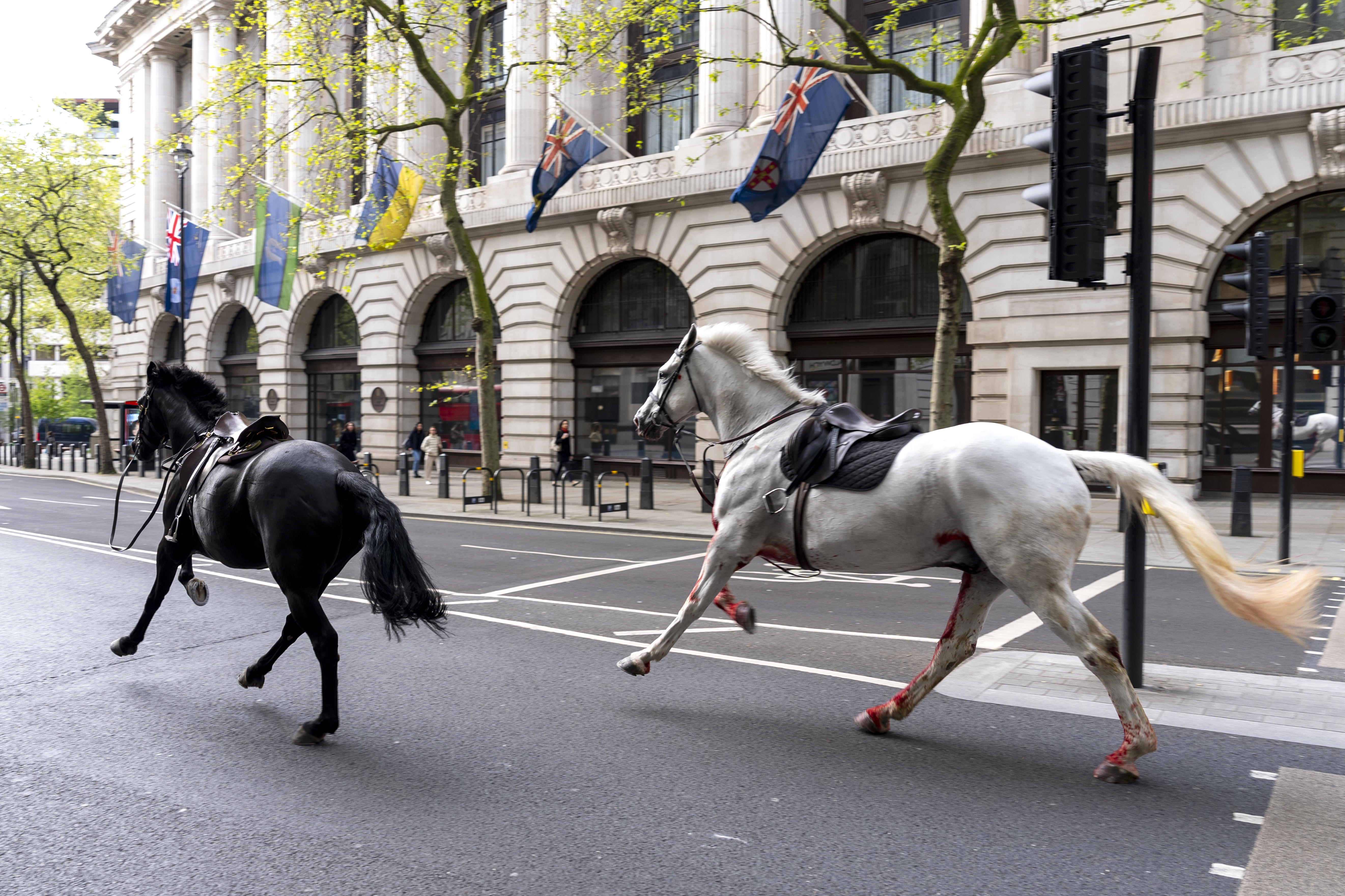 At least 4 people injured as military horses run loose in central London