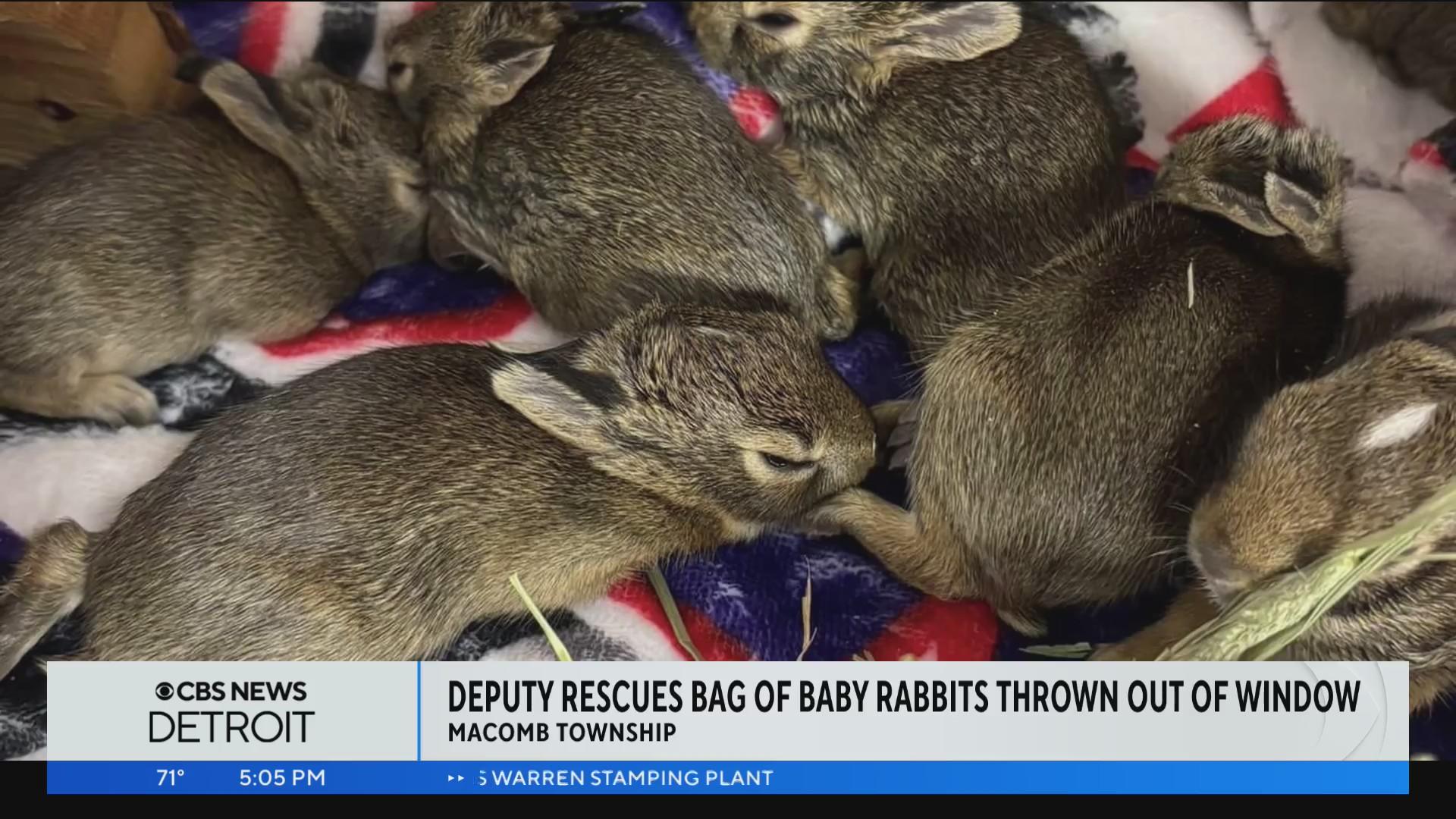 Metro Detroit authorities rescue baby rabbits that were thrown out car ...