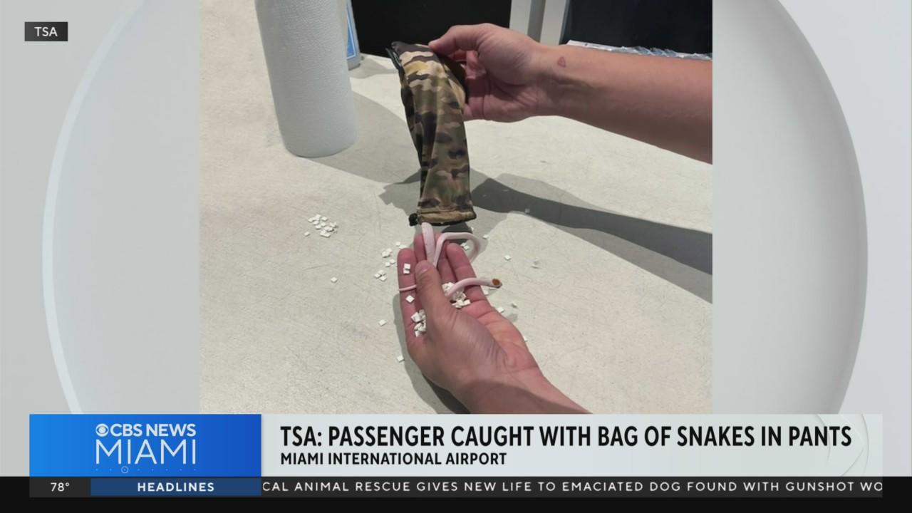 Man stopped at Miami International Airport with snakes in his pants