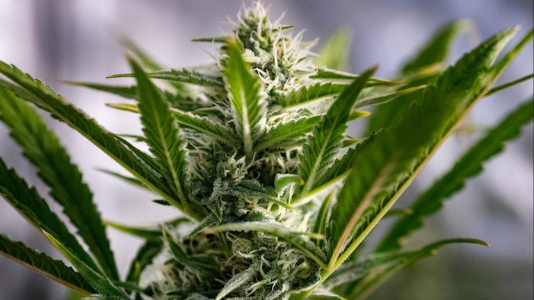 Justice Department Moves Forward With Easing Federal Restrictions On