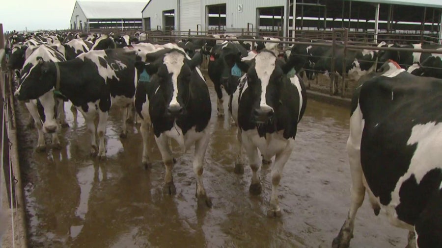 Dozens of Colorado dairy farm workers monitored for bird flu symptoms ...