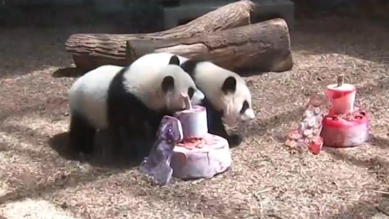Last pandas in the U.S. have a timetable to fly back to China - CBS News