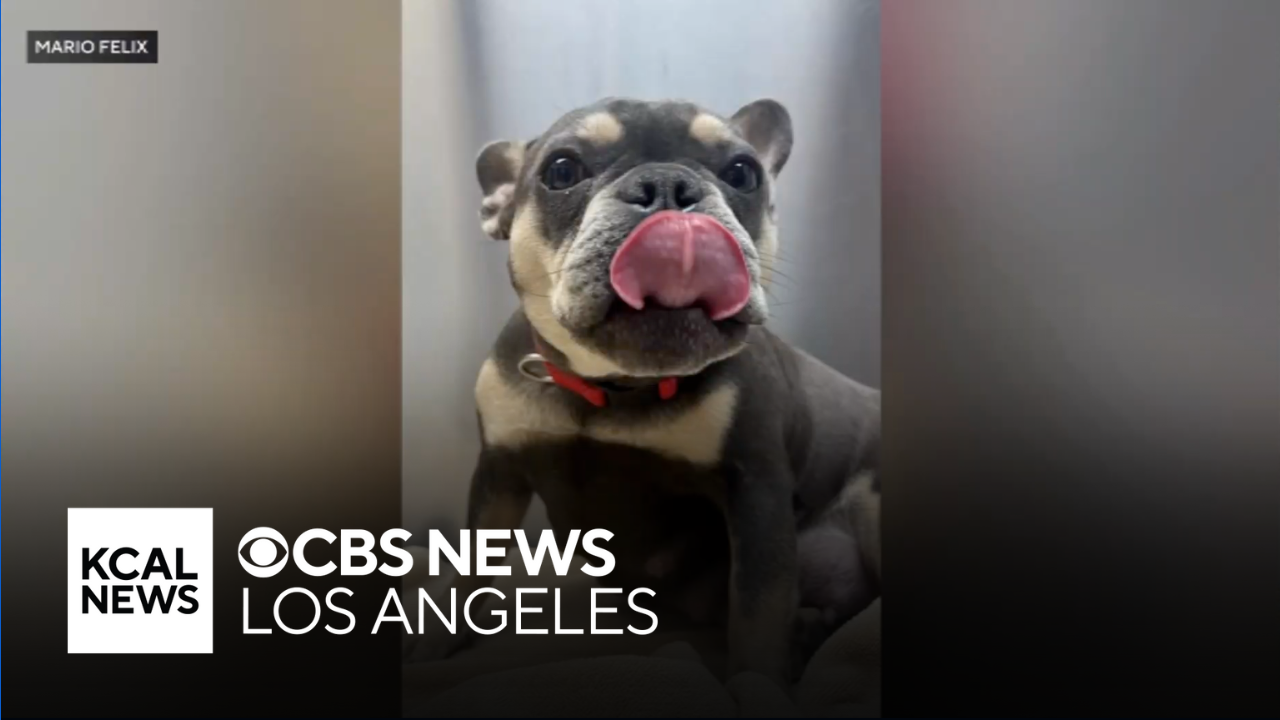 Montebello family desperately seeks safe return of French bulldog ...