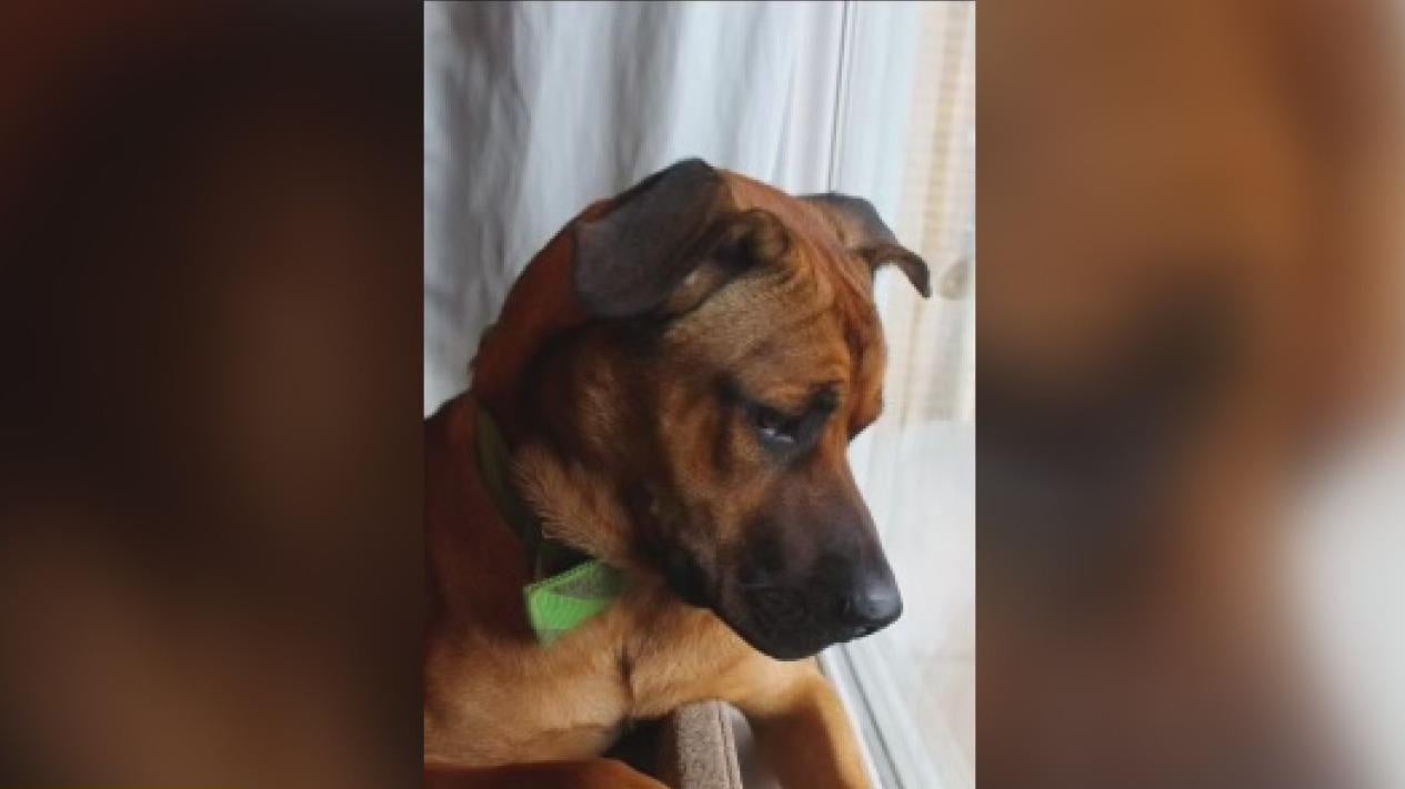 Pittsburgh-area man says officer shot, killed his dog - CBS Pittsburgh