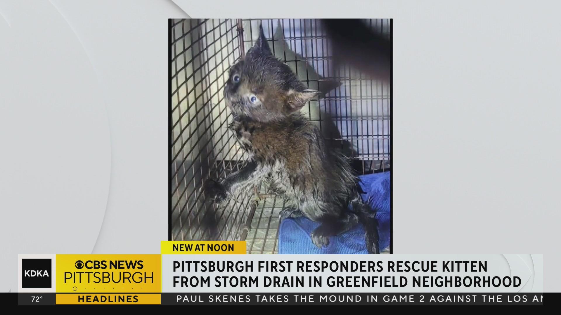 Kitten stuck in pipe beneath Pittsburgh street rescued by first ...
