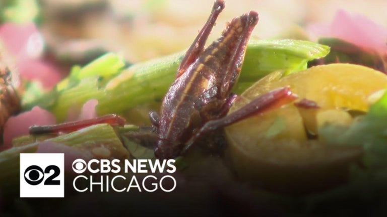Chicago's Field Museum, Big Star host dinner with insect-based dishes ...
