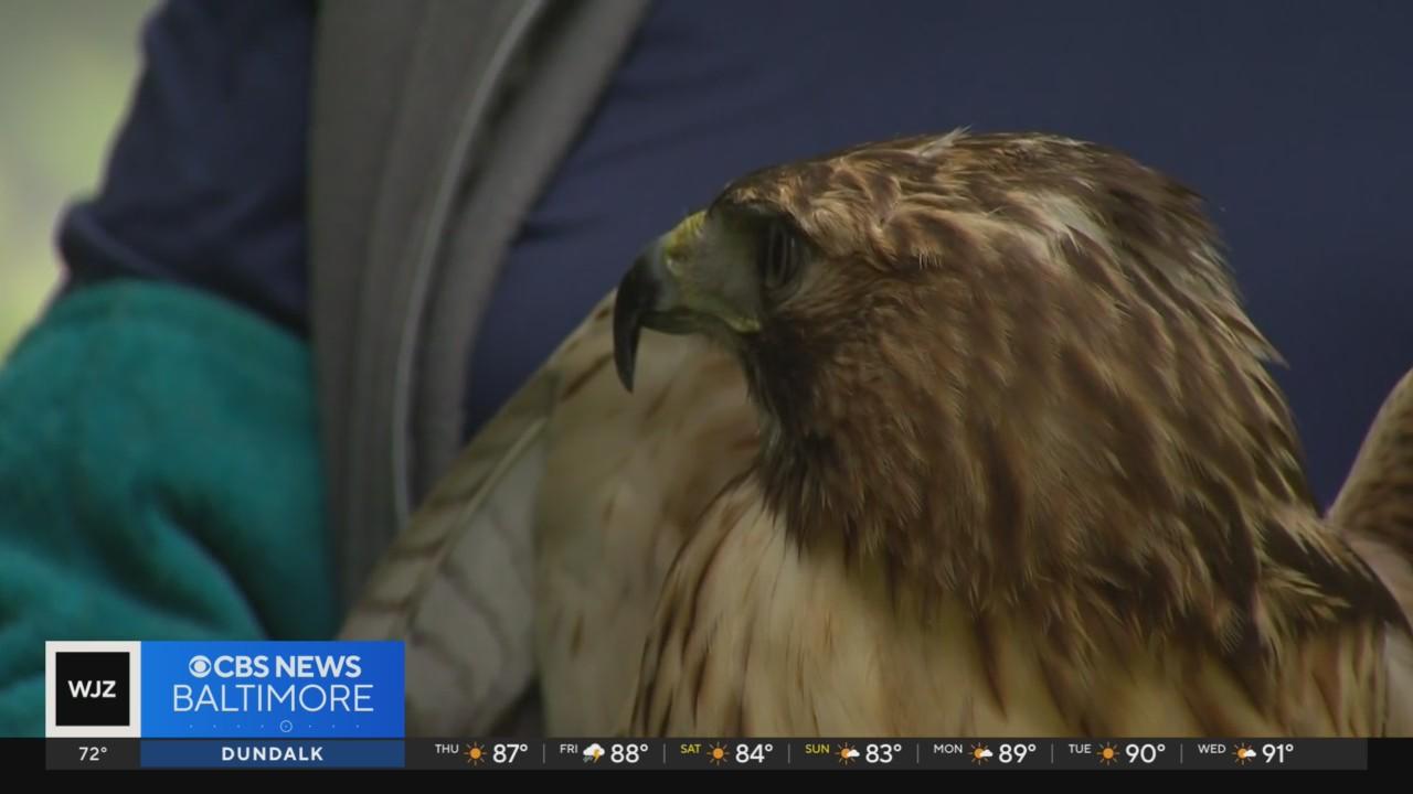 Wounded Hawk Missing injured hawk found weeks after escaping tree-damaged pen in ...