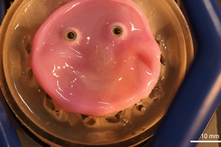 This pink blob with beady eyes is a humanoid robot with living skin