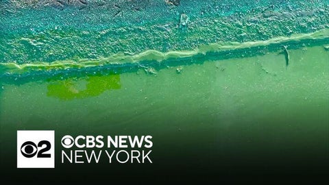 Algae blooms wreaking havoc on New York swimming lakes. Here's what's ...