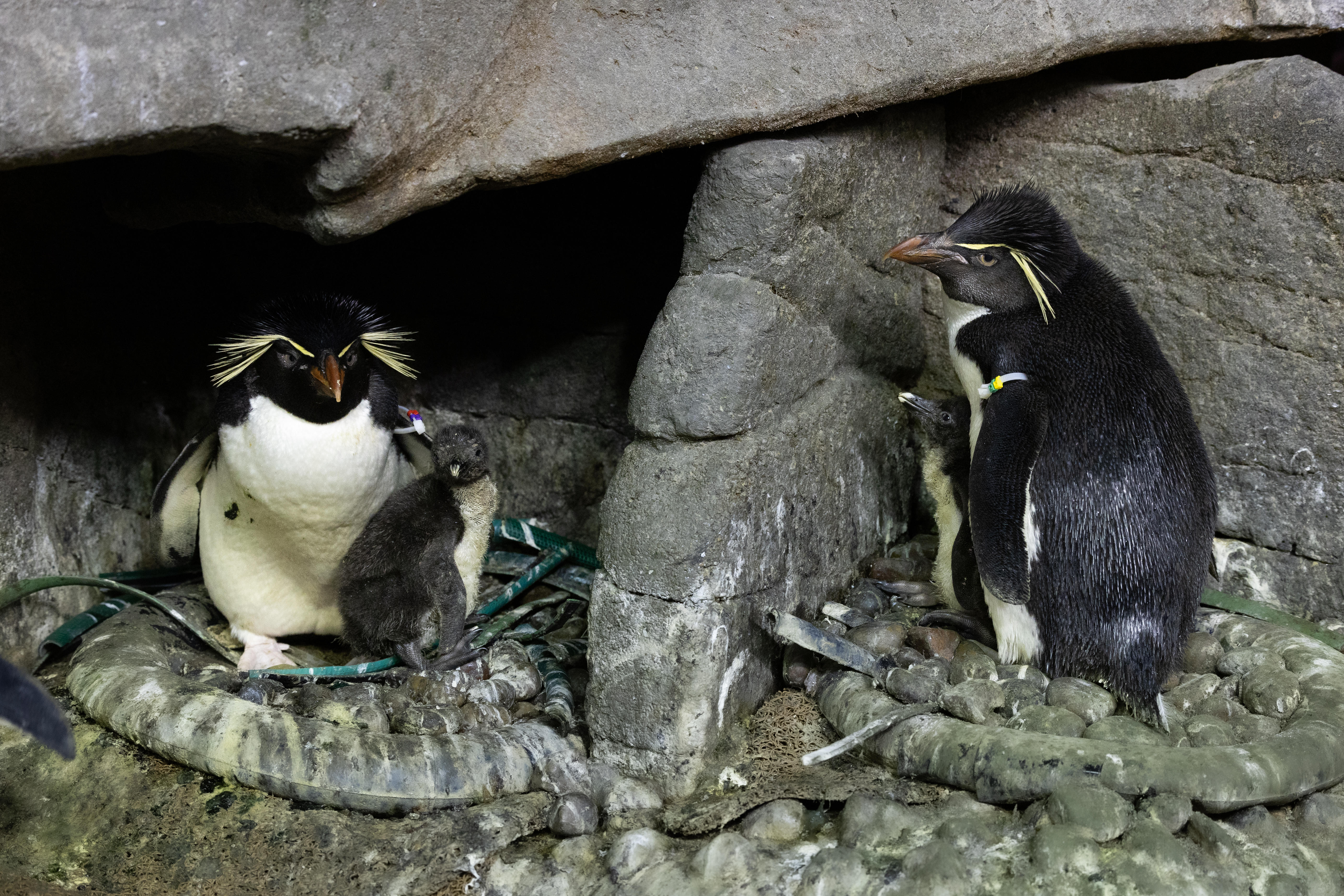 Shedd Aquarium rockhopper penguins 
