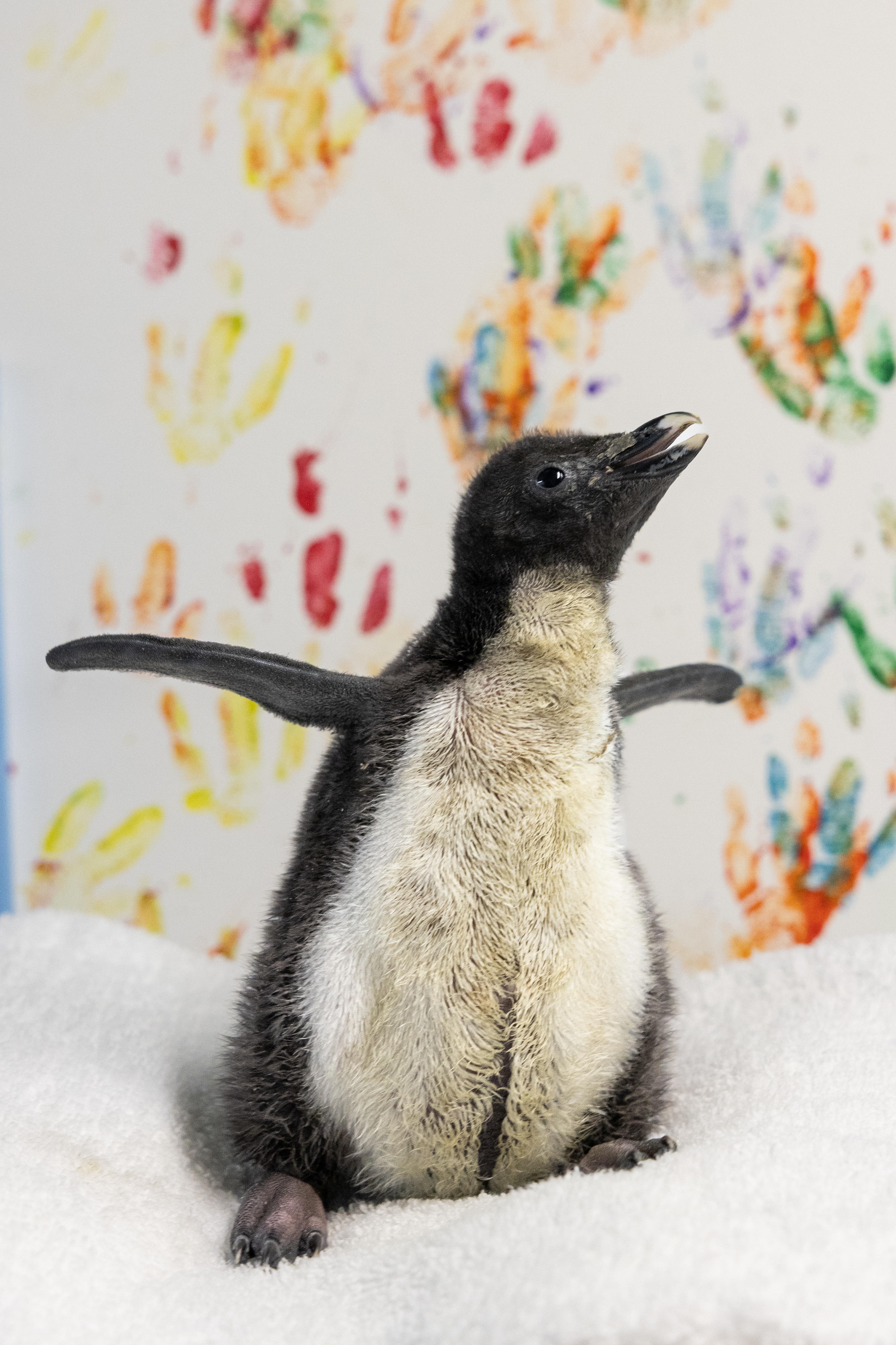 Shedd Aquarium rockhopper penguins 