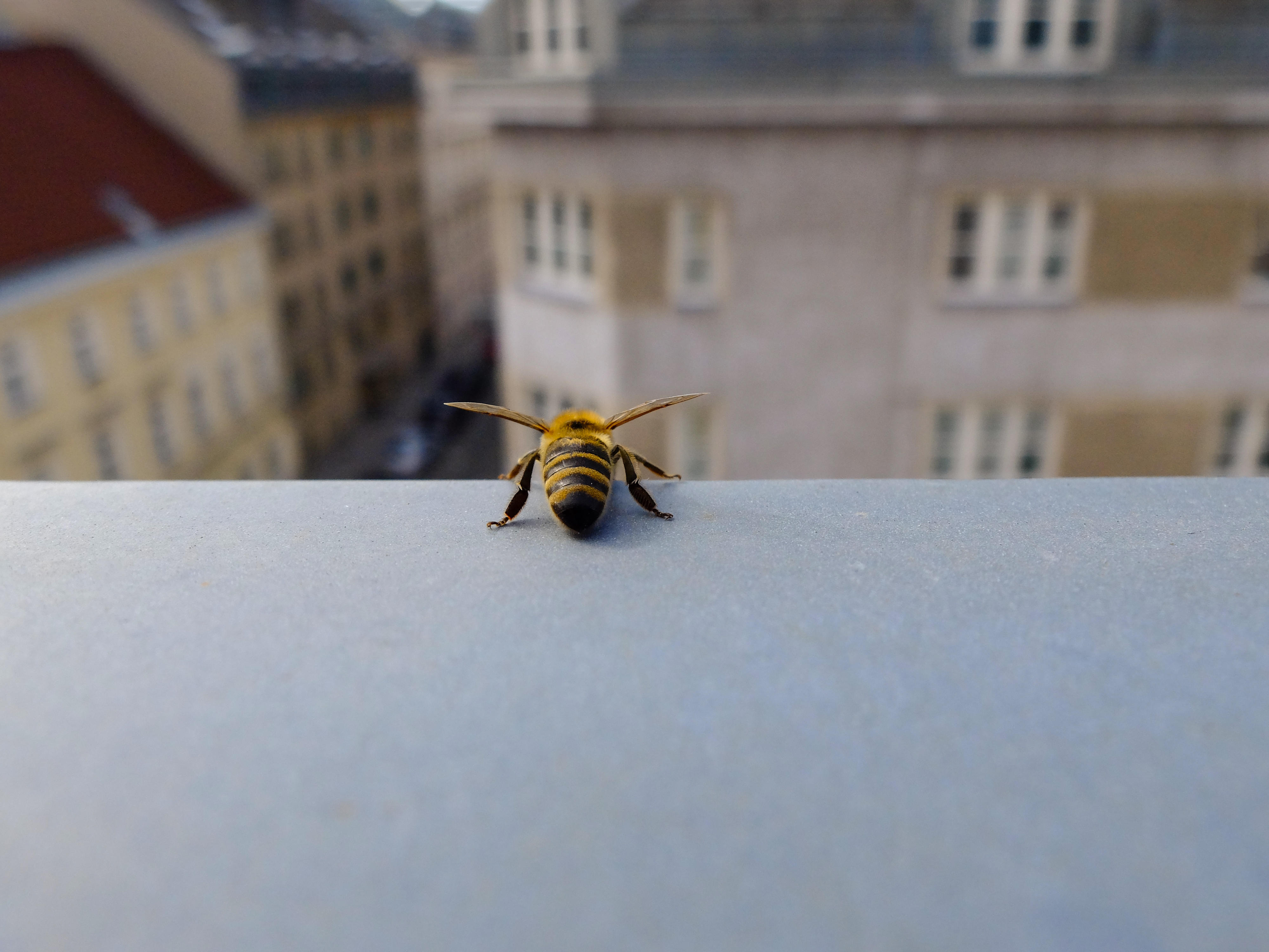 Closeup of a single bee on the edge of a windowsill. 