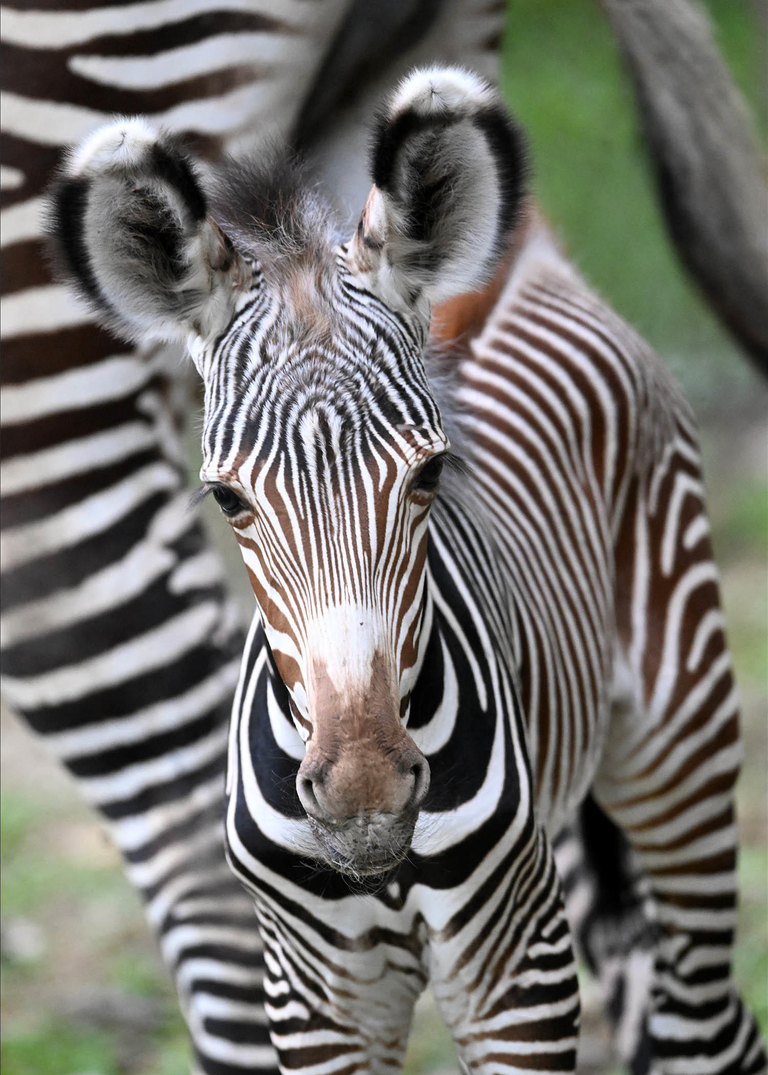 Grevy zebra foal.jpg 