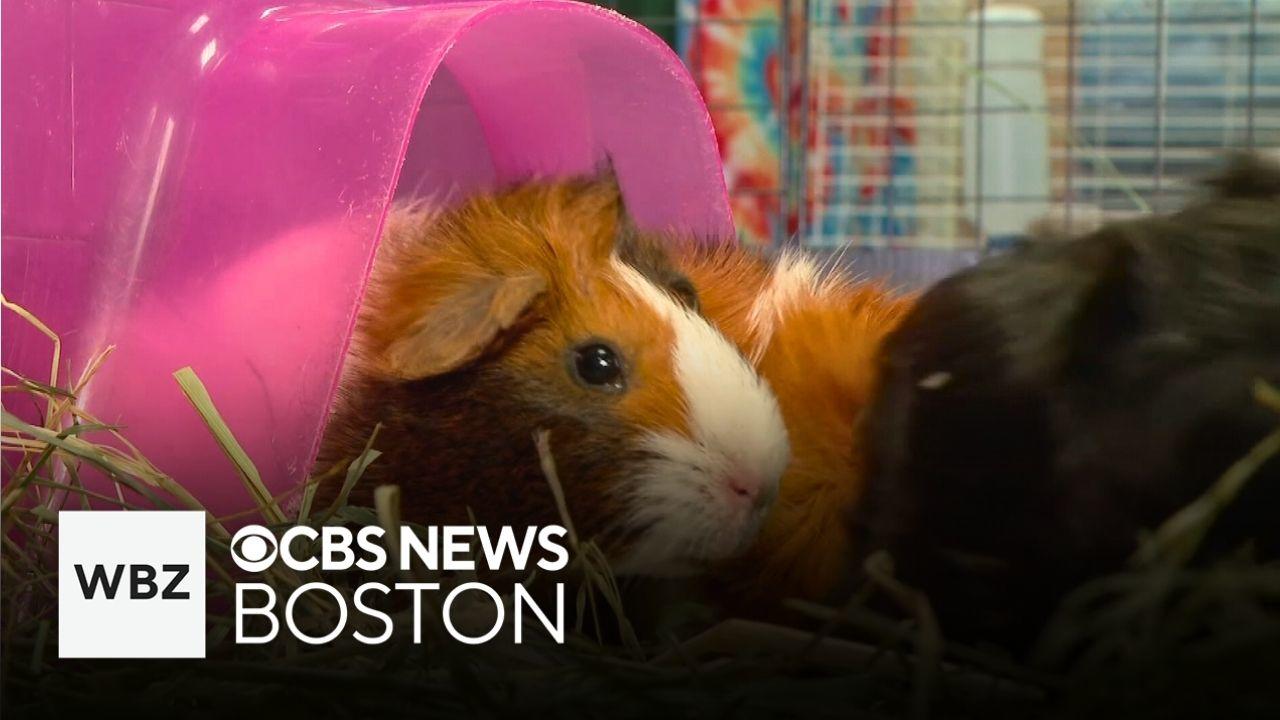Pet Adoption Guinea Pig Rescue Centers Near Me Animal Sanctuary