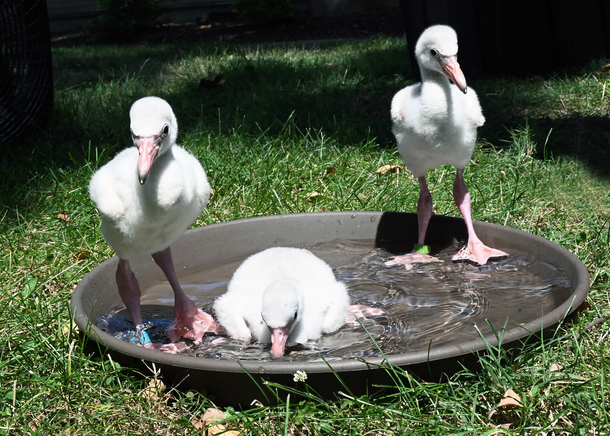 dsc-6803-flamingo-chicks.jpg 