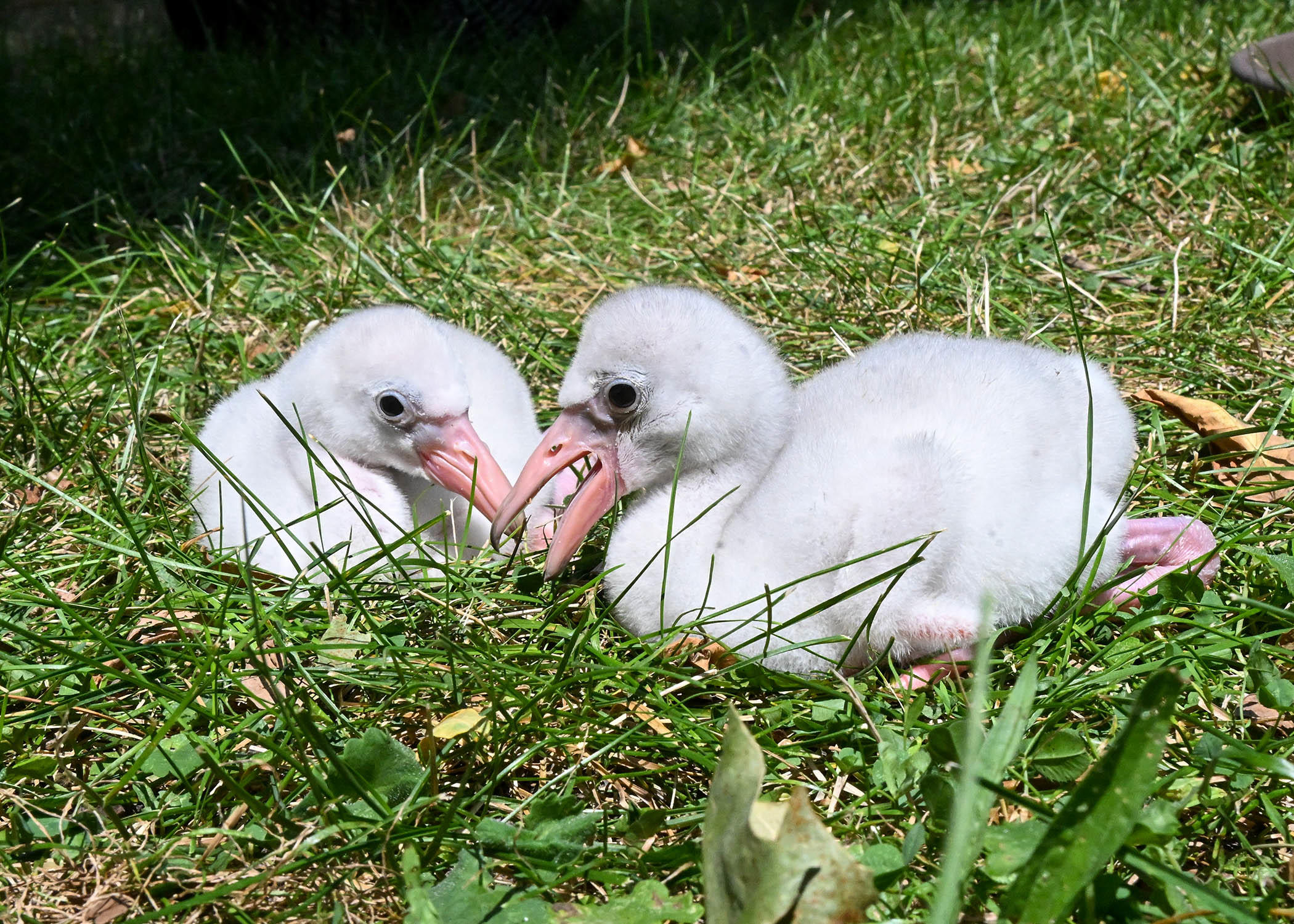 dsc-6800-flamingo-chicks.jpg 