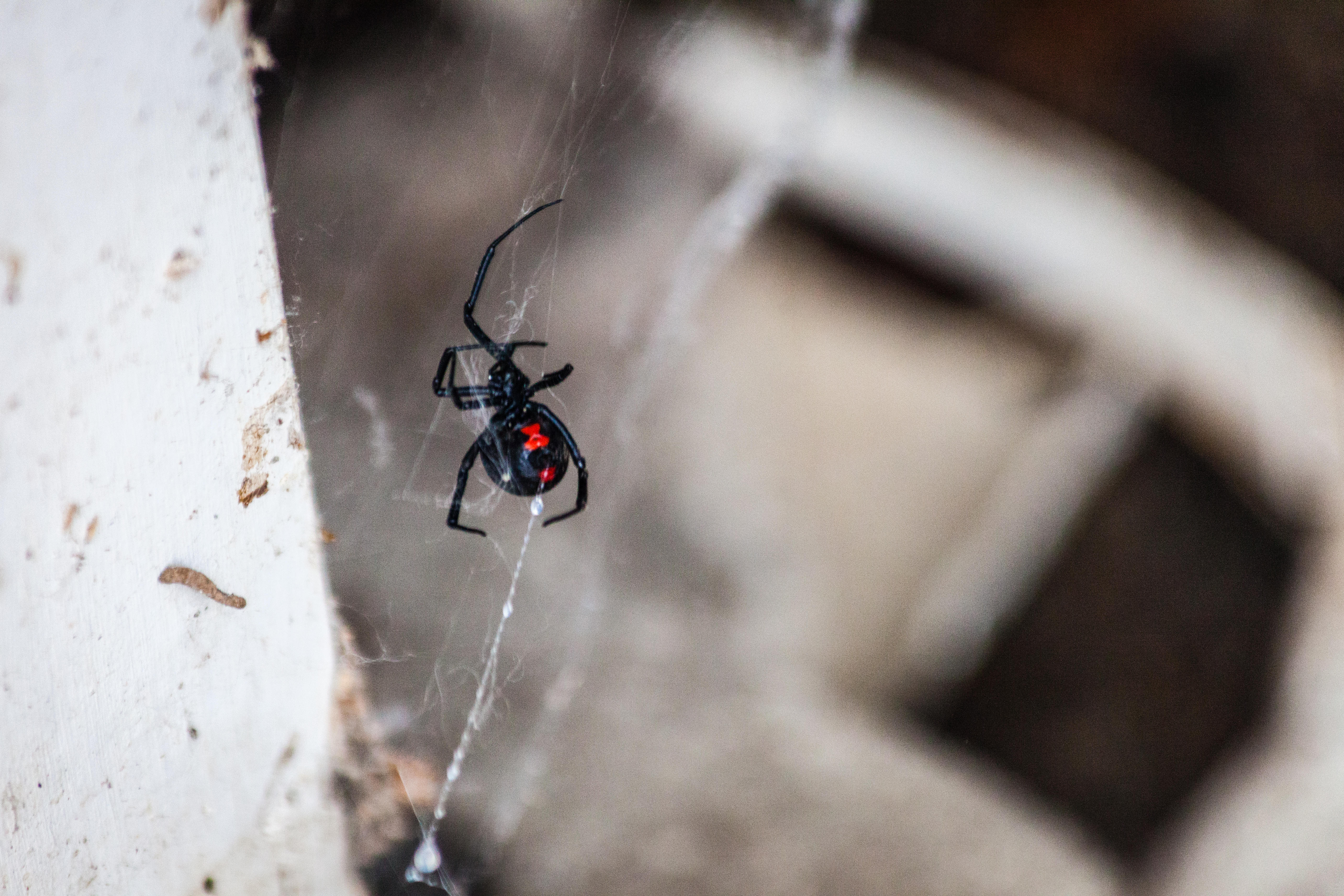 Black Widow Spider in Web 