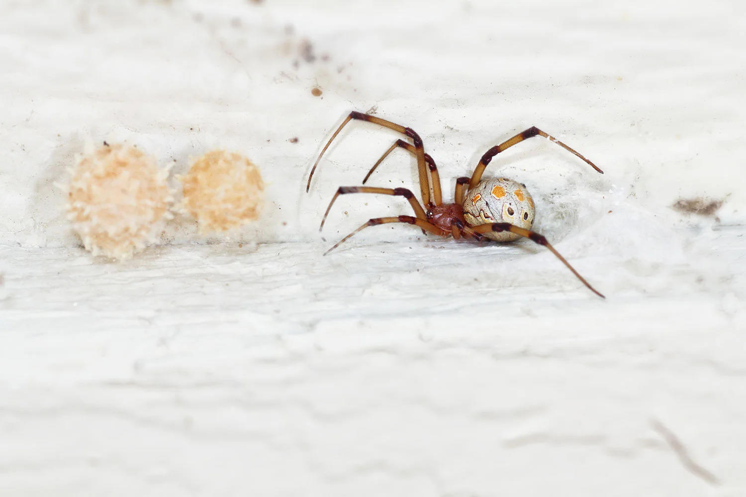 what-are-brown-widow-spiders-and-are-they-poisonous.jpg 