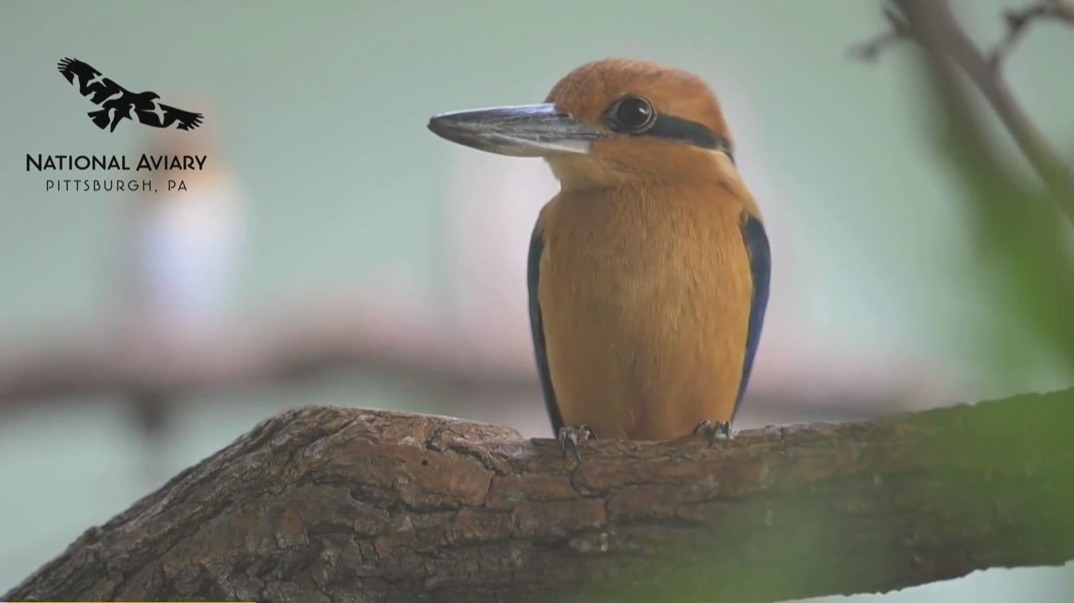 Birds from National Aviary arrive on Pacific Ocean island to help ...