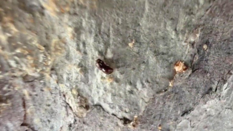 Hawaii races to stop spread of tree-killing rhinoceros beetles ...