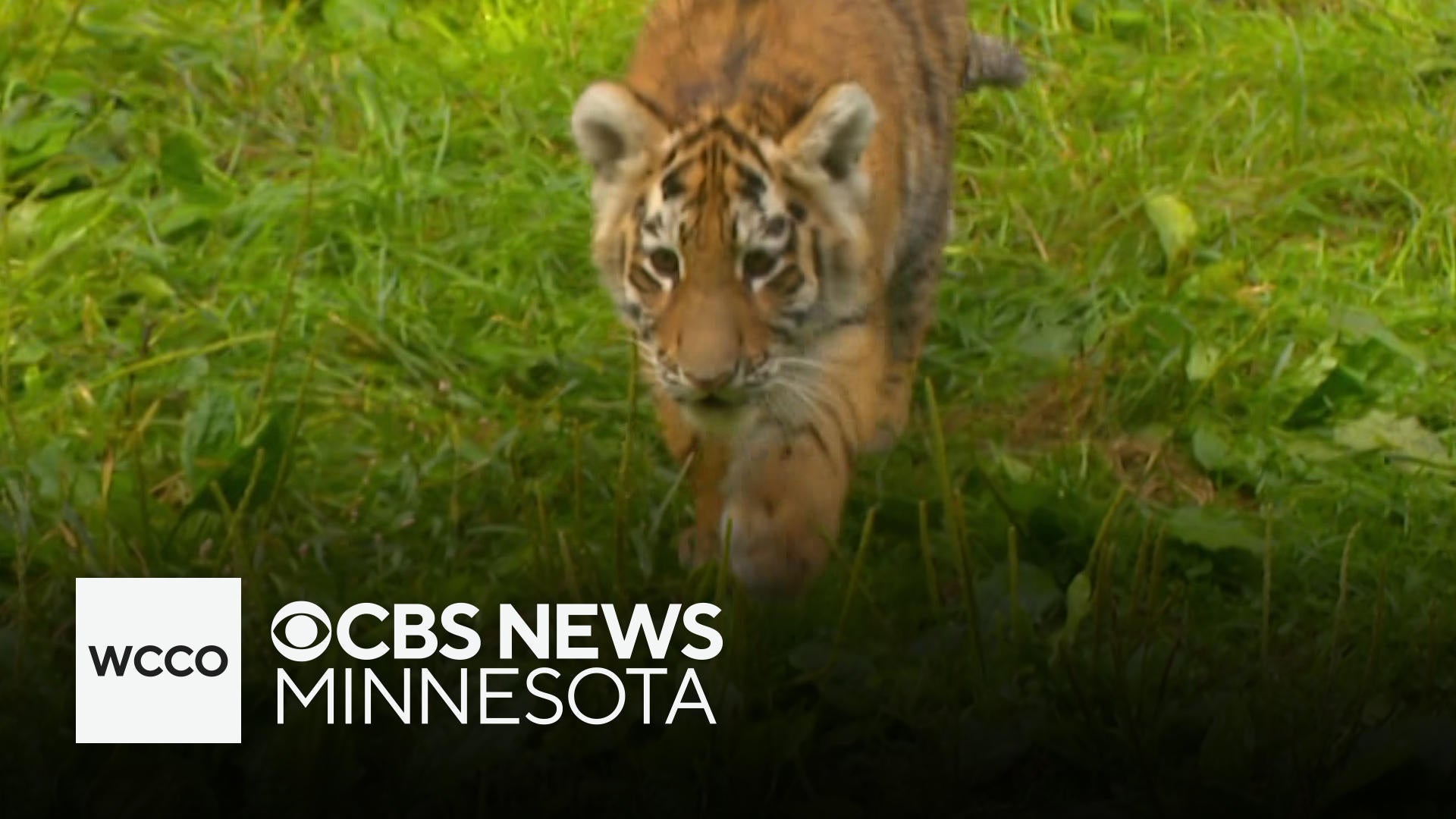 Rambunctious Amur tiger cub siblings make Minnesota Zoo debut CBS