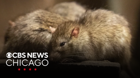 Does Chicago Have Rats New York takes cues from Chicago in fight to control rat population ...