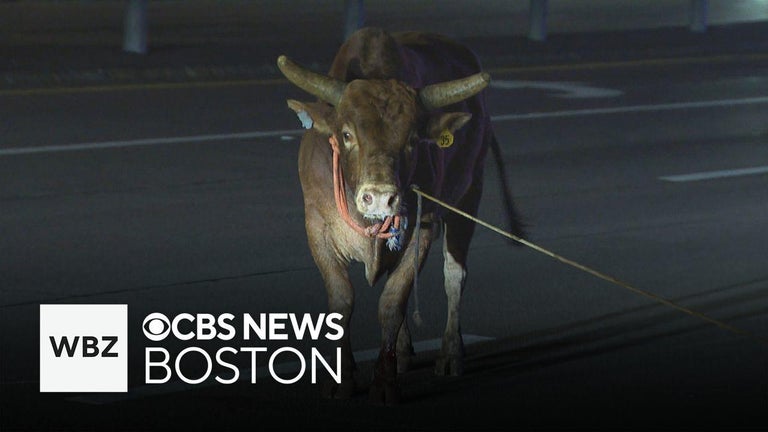 Bulls escaped from rodeo at Massachusetts mall because of loose fence ...