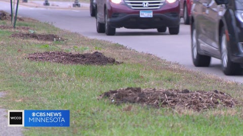60 newly-planted trees vandalized in St. Paul, causing $40K in damage
