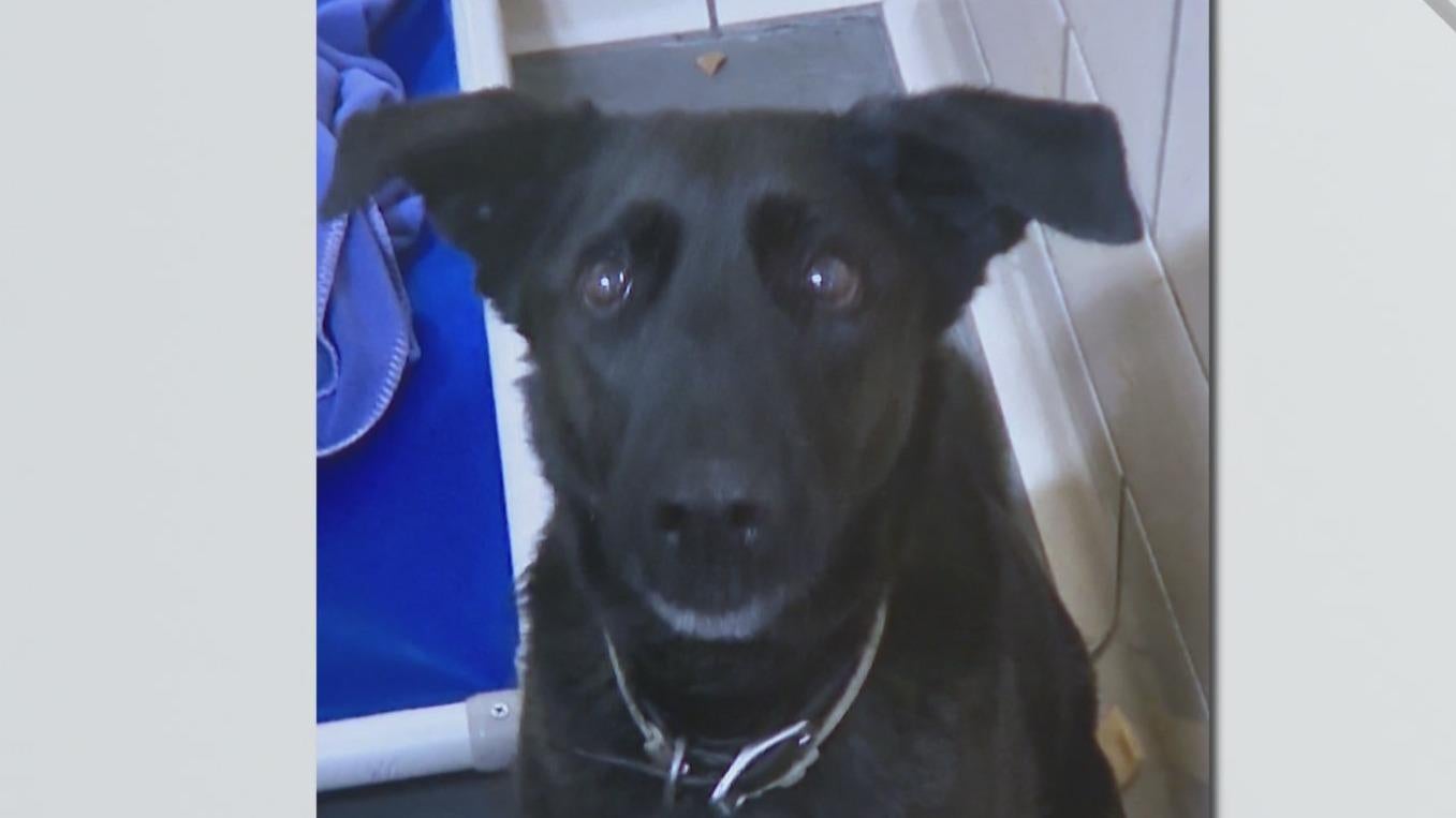 Pennsylvania State Police searching for 2 suspects who abandoned dog ...
