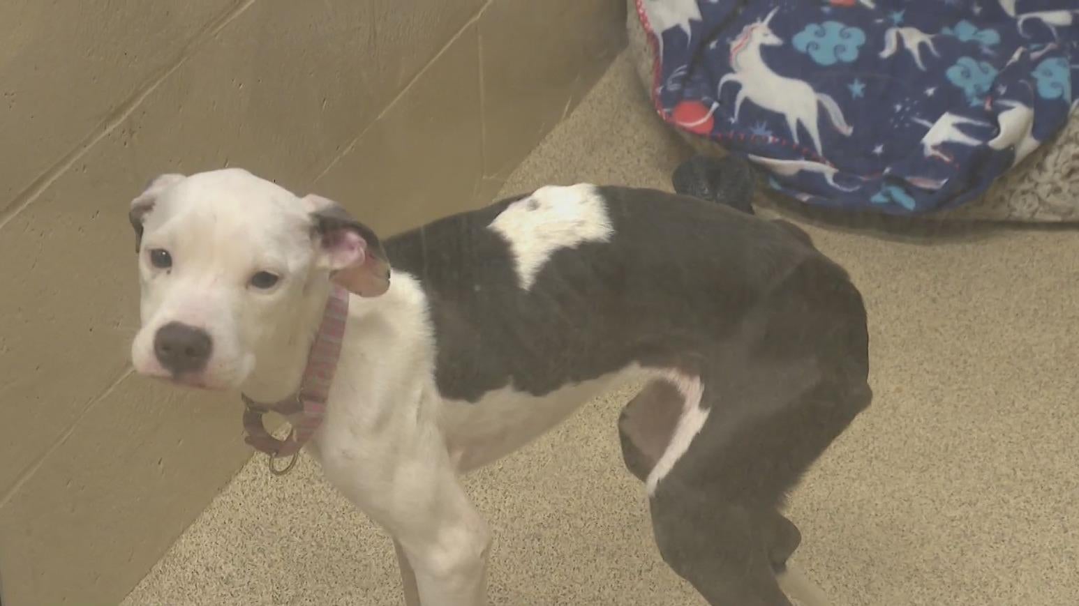 9 young dogs found abandoned, emaciated in Beaver County - CBS Pittsburgh