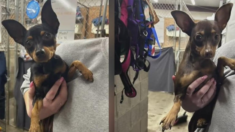 $5,000 reward offered for tips on dogs abandoned in taped-up boxes ...