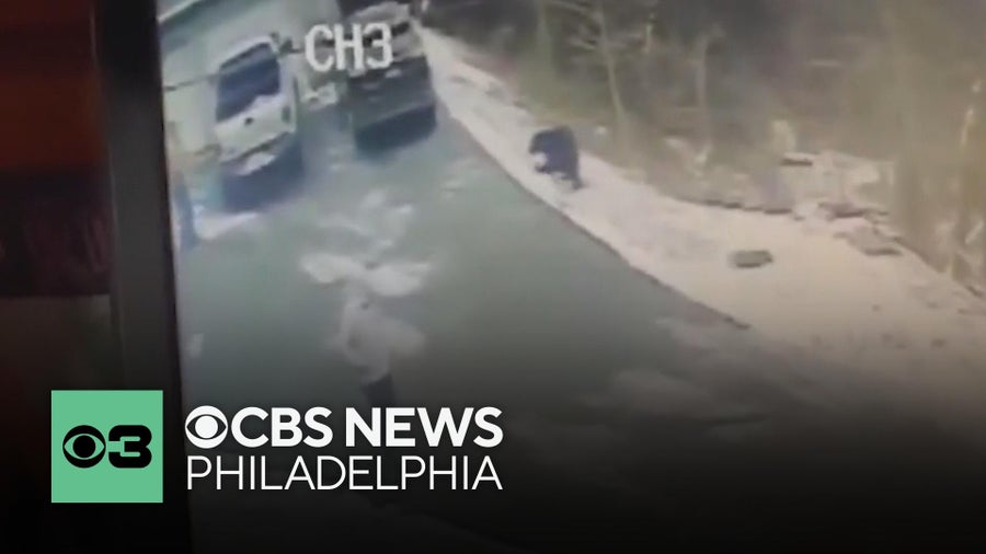 Bear that attacked man in Pennsylvania had rabies, officials confirm ...