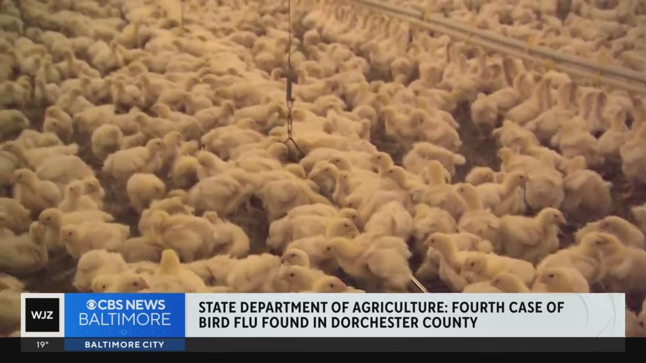 Fourth case of bird flu in Maryland detected at farm after preliminary ...