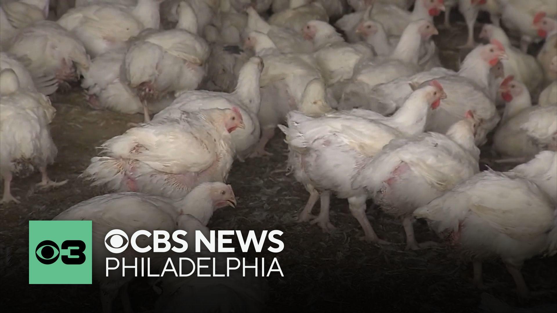 First presumptive case of bird flu detected in wild snow goose in ...