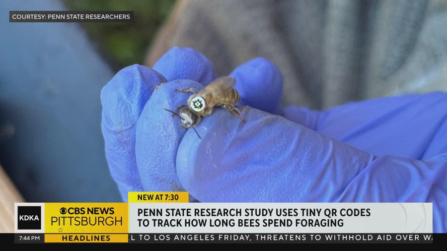 New study out of Penn State tracking bees using tiny QR codes - CBS ...