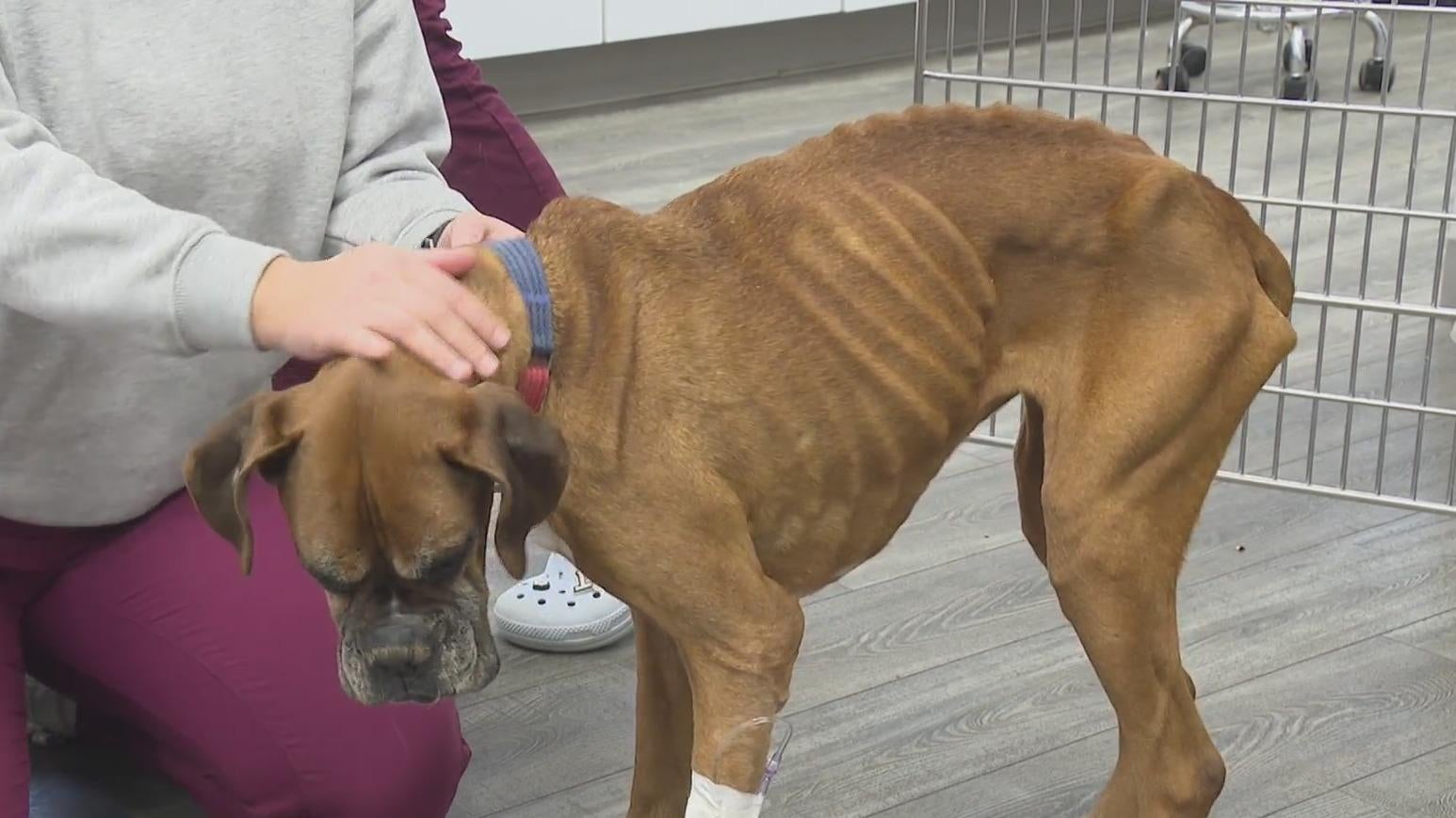 Severely emaciated dog found abandoned in Armstrong County, prompting ...