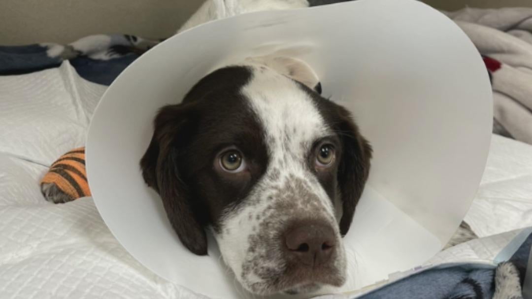 Michigan man arrested after abused puppy found with multiple bone(00)