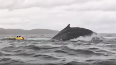 Whale swallows kayaker and spits him out — and it's all captured on